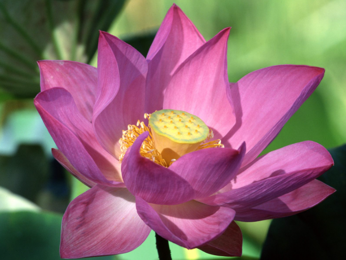 A pink lotus in bloom